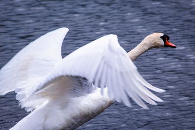 White swan in a lake