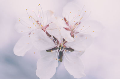 Close-up of white flowers