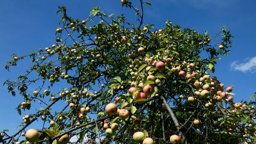 Low angle view of fruits growing on tree against sky