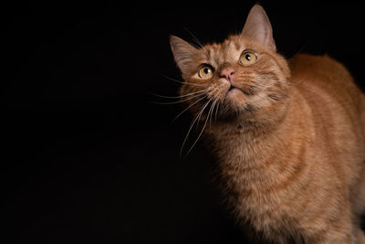 Close-up portrait of a cat