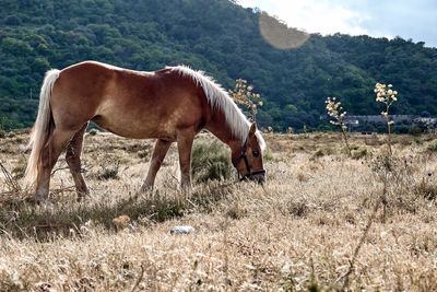 Brown horse grazes in a field with dry grass. portrait of mare in mountain landscape near sunset. 