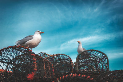 Low angle view of seagulls perching on lobster trap against sky