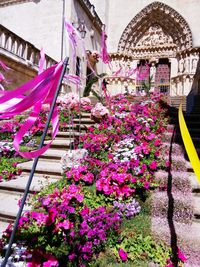 Pink flowers blooming in backyard