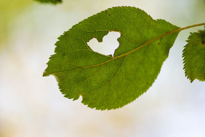 Close-up of heart shape in leaf