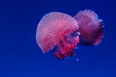 Close-up of jellyfish swimming in sea