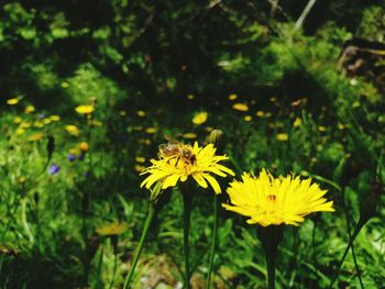 Close-up of yellow flower