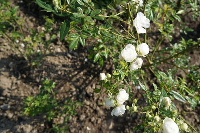 Close-up of white flowers blooming outdoors