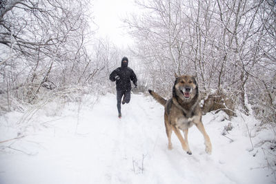 Dogs walking on snow covered landscape during winter