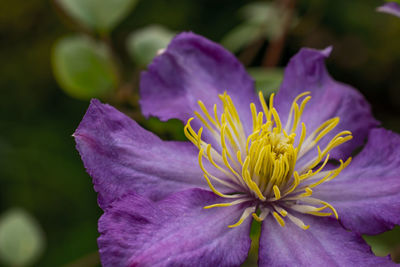 Close-up of purple flowering plant