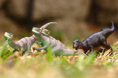 Close-up of dinosaurs figurines on grassy field