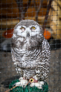 Close-up of owl perching in cage at zoo