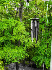 View of trees in the forest