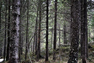 Pine trees in forest