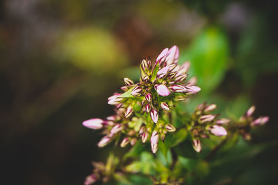 Close-up of pink flowering plant