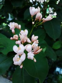 Close-up of white flowers