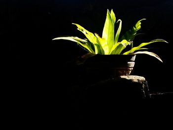 Close-up of plant against black background