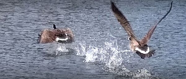 Ducks swimming in lake during winter