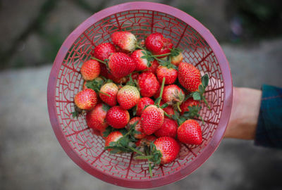 Close-up of hand holding strawberries