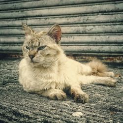 Close-up of cat relaxing on street against wall