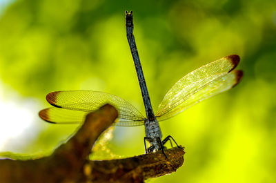 Close-up of dragonfly on leaf