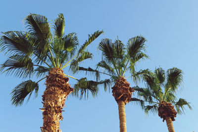  view of palm trees against clear blue sky