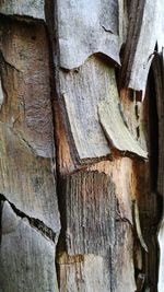 Close-up of tree trunk