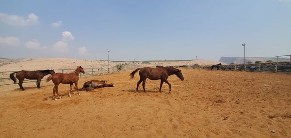 Horses on field against sky