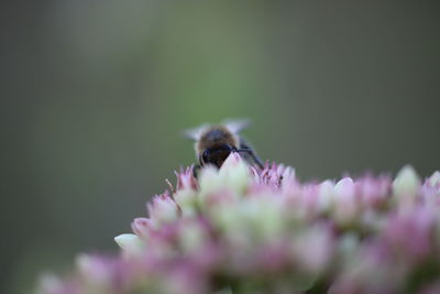 Close-up of bee pollinating on purple flower