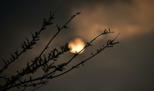 Low angle view of silhouette branch against sky during sunset