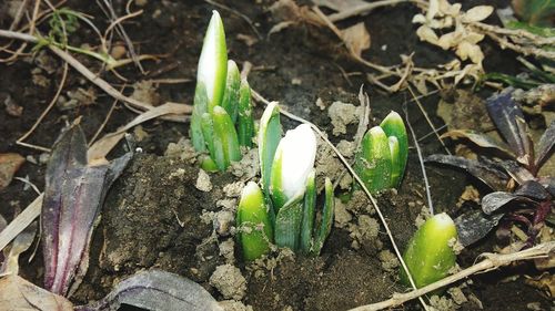 Close-up of plant growing on ground