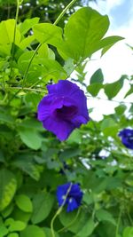 Close-up of purple flower blooming outdoors