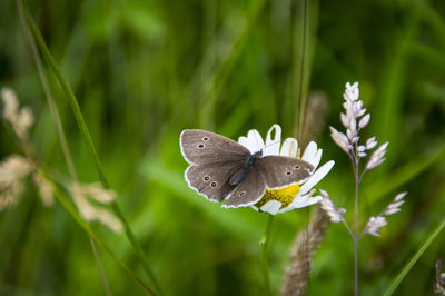 Close-up of butterfly pollinating on flower