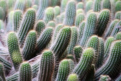 Close-up of succulent plant