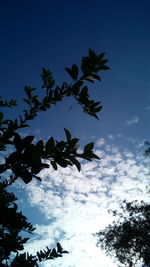 Low angle view of silhouette bird flying against sky