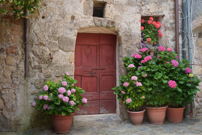 Potted plant against wall