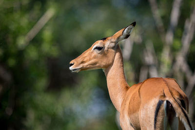 Close-up of female impala with head turned