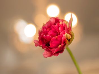 Close-up of pink rose flower