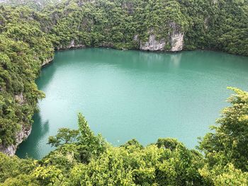 High angle view of trees by lake in forest