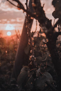 Close-up of dry leaves on plant against sky