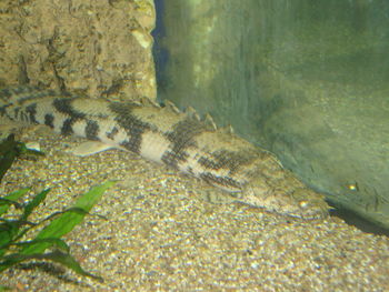 Close-up of fish swimming in sea