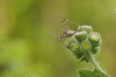 Close-up of spider on plant