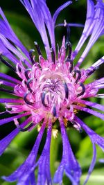 Close-up of purple flower blooming outdoors