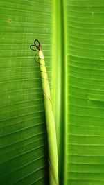 Close-up of insect on leaf