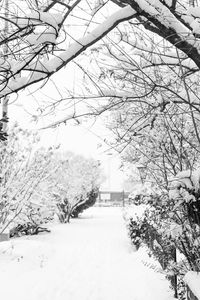 Snow covered trees against sky