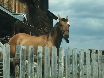 Horse standing on wood against sky