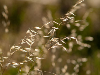 Close-up of crops on field