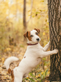 Portrait of dog on tree trunk