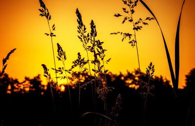 Close-up of plants at sunset