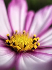 Close-up of yellow flower pollen