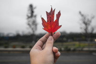 Close-up of hand holding maple leaf during autumn